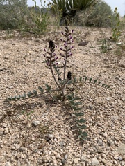 Astragalus layneae