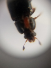 Caplothorax lugubris