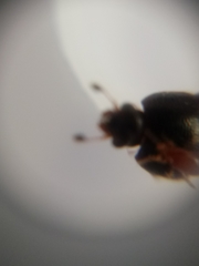Caplothorax lugubris