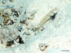 Amblyeleotris guttata