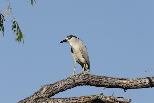Black-crowned Night Heron photographed in Arizona