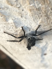 Rhadiurgus variabilis