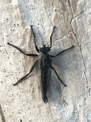 Rhadiurgus variabilis