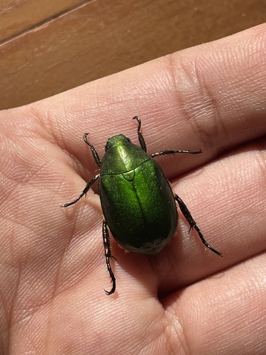 Anomala viridana