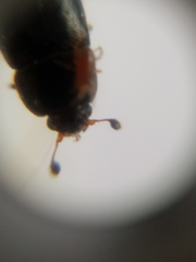 Caplothorax lugubris