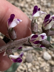 Astragalus layneae
