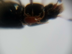 Caplothorax lugubris