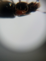 Caplothorax lugubris