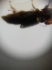 Caplothorax lugubris