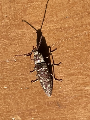 Pectocera fortunei