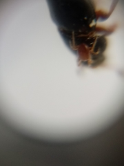 Caplothorax lugubris