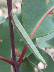 Crypsiphona ocultaria