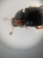 Caplothorax lugubris