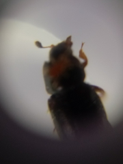 Caplothorax lugubris
