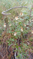 Vaccinium myrsinites