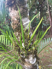 Nidema