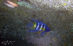 Optivus agastos