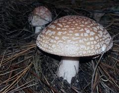 Amanita brunneolocularis