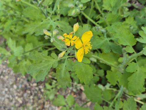 Greater celandine