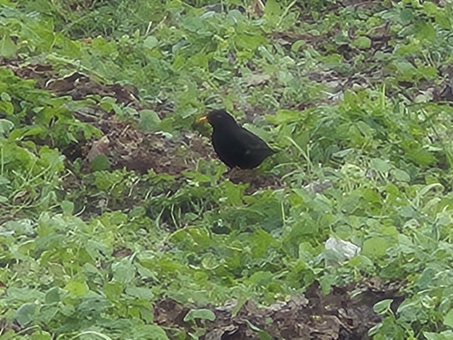 Eurasian Blackbird