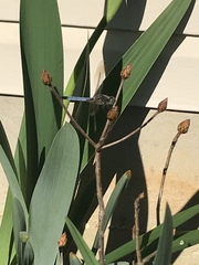 Pachydiplax longipennis