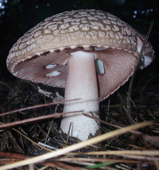Amanita brunneolocularis