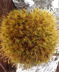 Ulota obtusiuscula