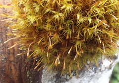Ulota obtusiuscula