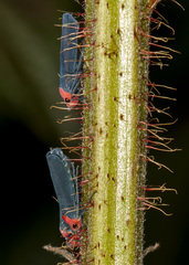 Barbinolla costaricensis