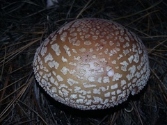 Amanita brunneolocularis