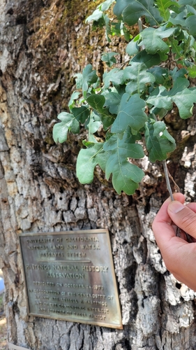 iNaturalist observation photo of Dumosae