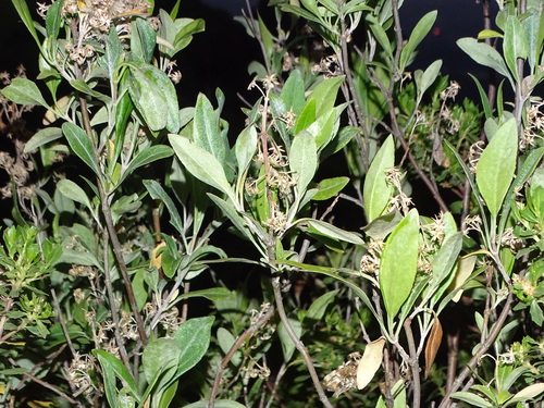 Ageratina glabrata observed 2026-04-27
