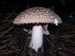 Amanita brunneolocularis