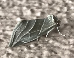 Plagiomimicus tepperi