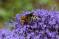 Svastra obliqua expurgata