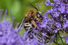 Svastra obliqua expurgata
