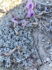 Astragalus phoenix