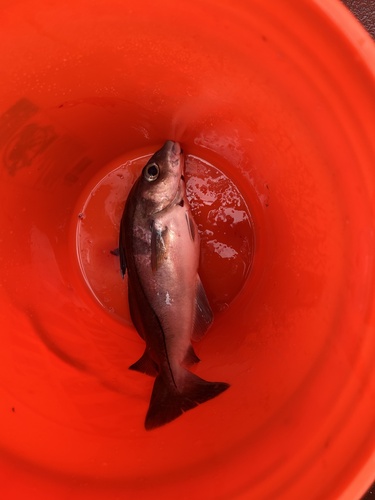 Arbroath smokie (Melanogrammus aeglefinus) — Gadidae