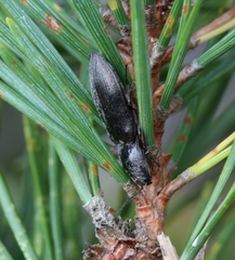 Paraphotistus impressus