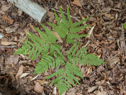 common bracken