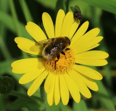 Merodon equestris