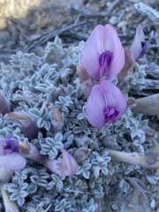 Astragalus phoenix
