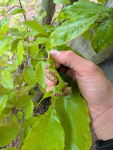 Periodical Cicadas