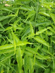 author not stated, no rights reserved Clinacanthus nutans, photograph author not stated, no rights reserved