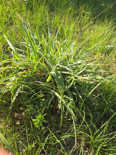 Tradescantia hirsutiflora, photograph 3