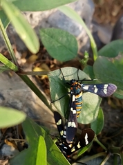 Syntomeida melanthus