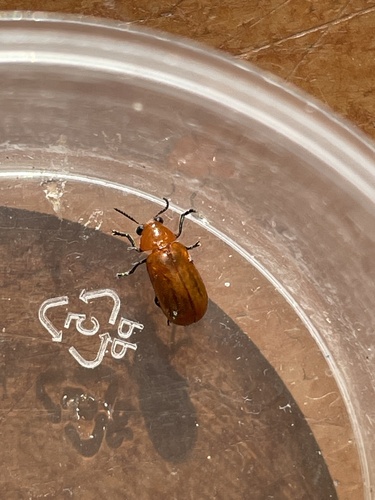 Smaragdina nipponensis