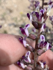 Astragalus layneae