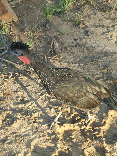 Spix's Guan (Penelope jacquacu)