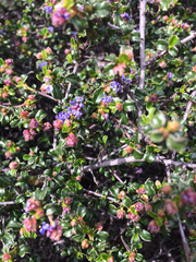 Ceanothus foliosus foliosus
